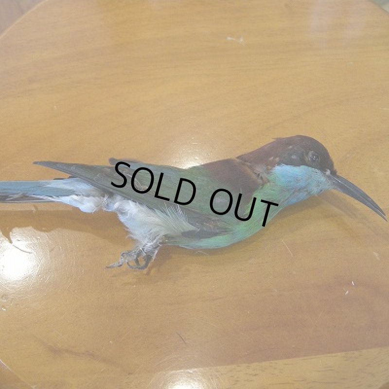 画像1: Bee Eater コンプリート剥製 (1)