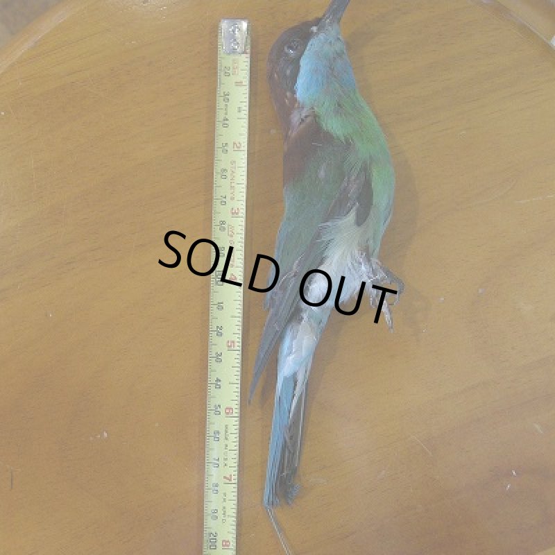 画像2: Bee Eater コンプリート剥製 (2)