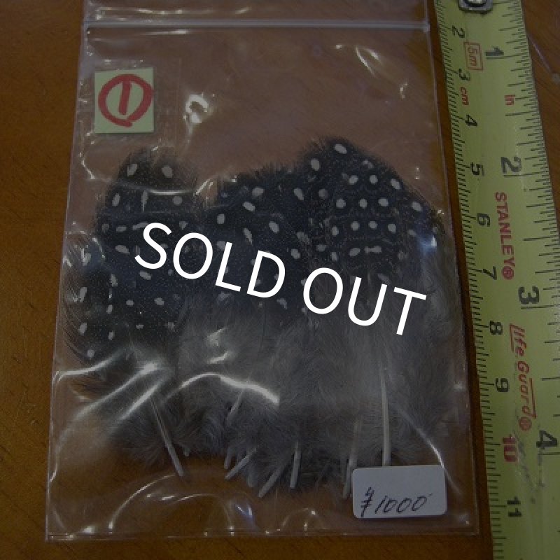 画像2: Vulturine Gallena Body Feathers (2)