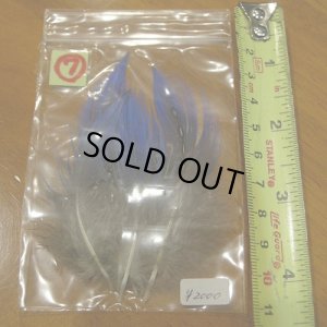 画像10: Vulturine Gallena Blue Neck Feathers 