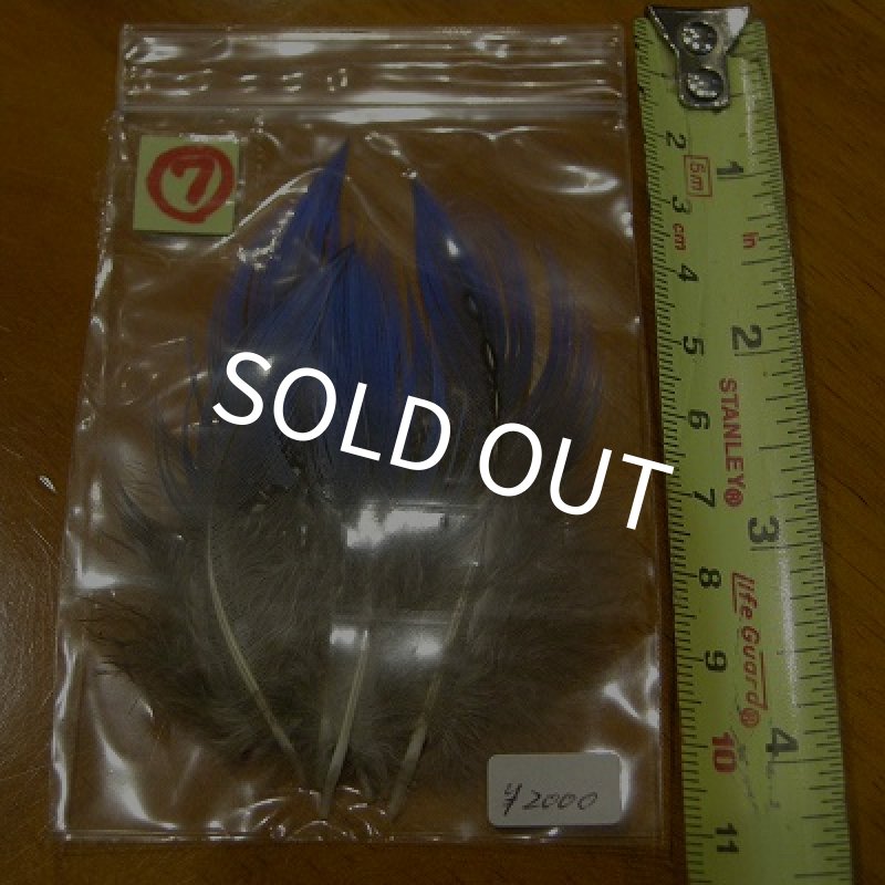 画像10: Vulturine Gallena Blue Neck Feathers  (10)