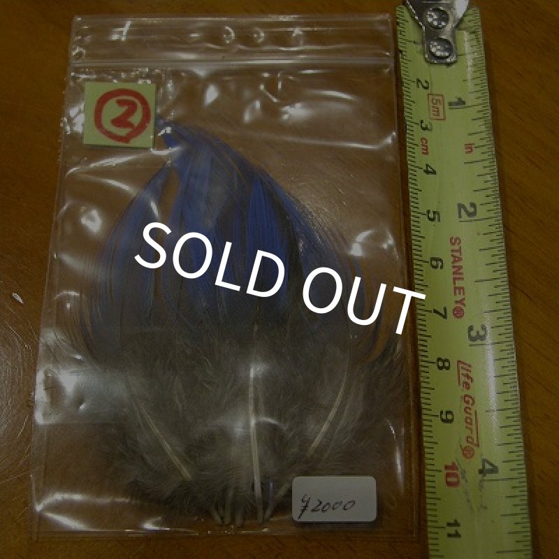 画像5: Vulturine Gallena Blue Neck Feathers  (5)