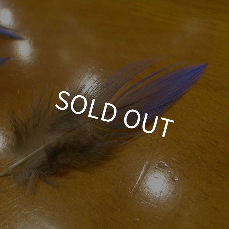 画像3: Vulturine Gallena Blue Neck Feathers  (3)