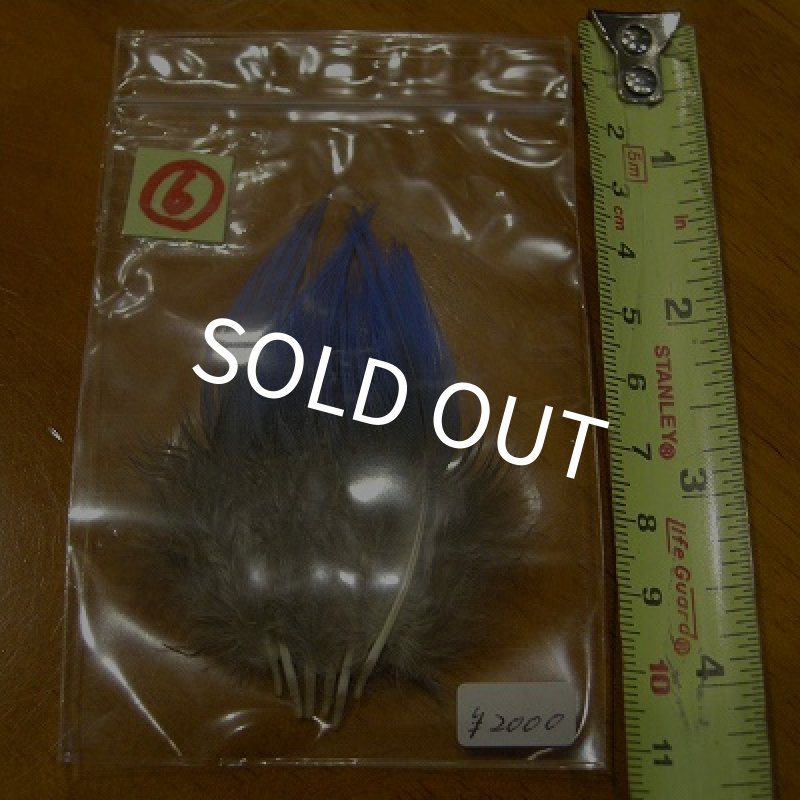 画像9: Vulturine Gallena Blue Neck Feathers  (9)