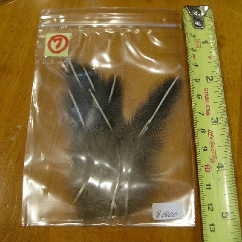 画像2: Vulturine Gallena Speckled Elver Hackles