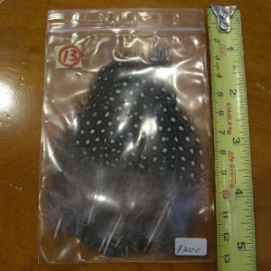 画像14: Vulturine Gallena Mantle Feathers