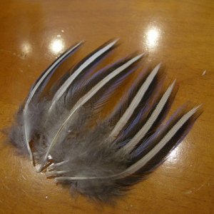 画像2: Vulturine Gallena Blue Elver Hackles Sサイズ