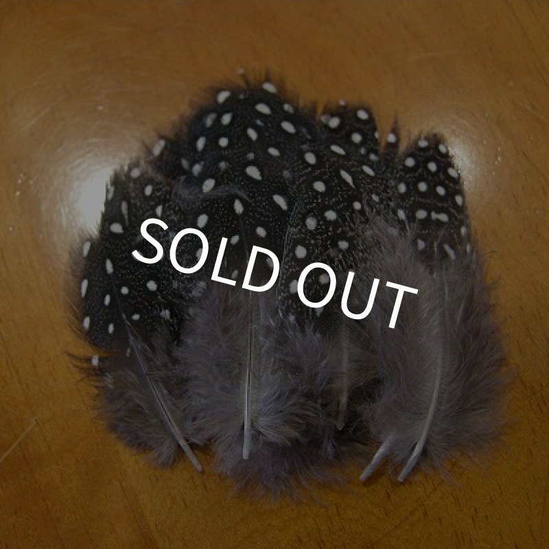 画像1: Vulturine Gallena Body Feathers (1)