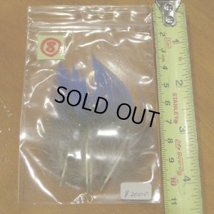 画像11: Vulturine Gallena Blue Neck Feathers 