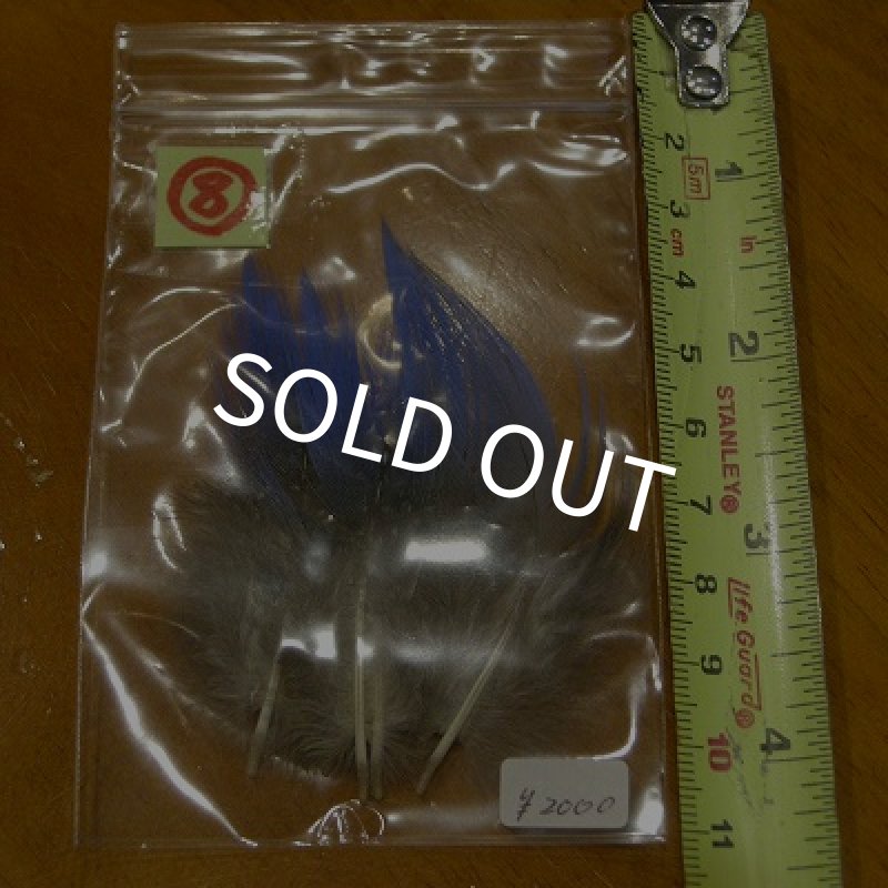 画像11: Vulturine Gallena Blue Neck Feathers  (11)