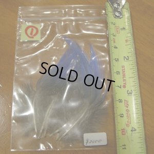 画像4: Vulturine Gallena Blue Neck Feathers 