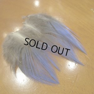 画像2: Vulturine Gallena Blue Neck Feathers 