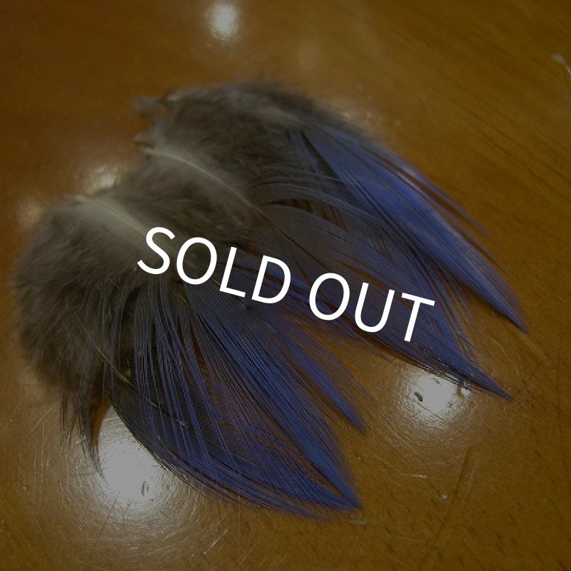 画像2: Vulturine Gallena Blue Neck Feathers  (2)