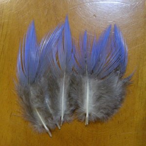 画像1: Vulturine Gallena Blue Neck Feathers 