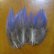 画像1: Vulturine Gallena Blue Neck Feathers  (1)
