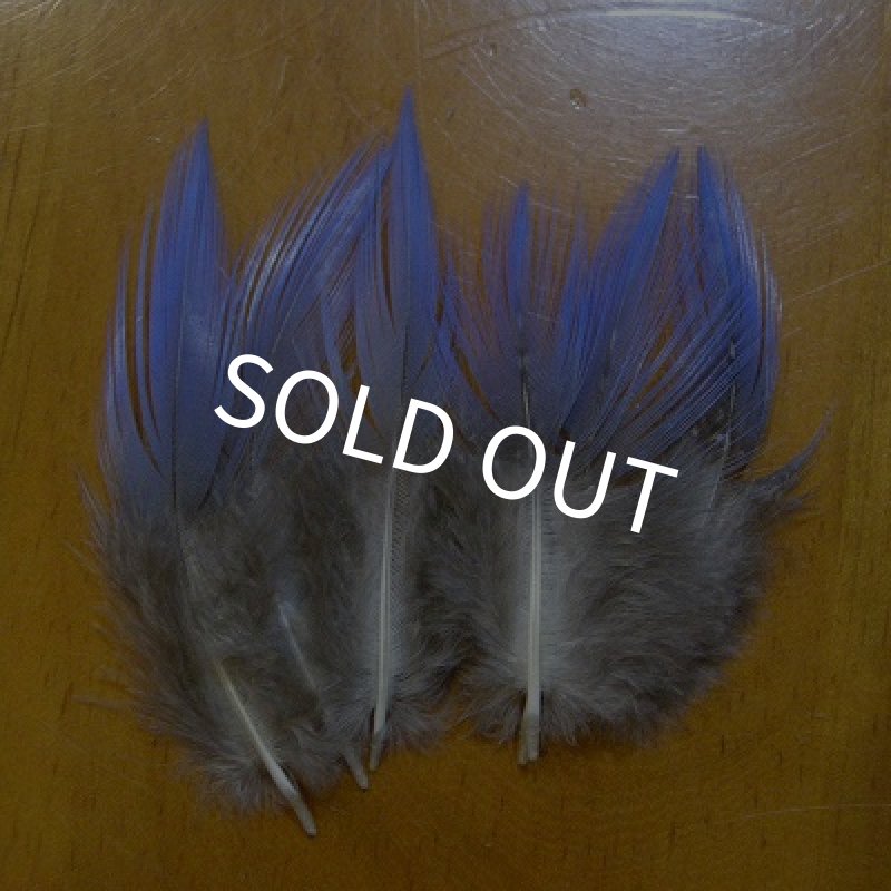 画像1: Vulturine Gallena Blue Neck Feathers  (1)