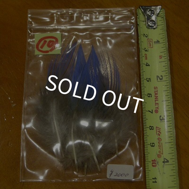 画像13: Vulturine Gallena Blue Neck Feathers  (13)