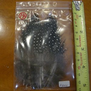 画像15: Vulturine Gallena Mantle Feathers