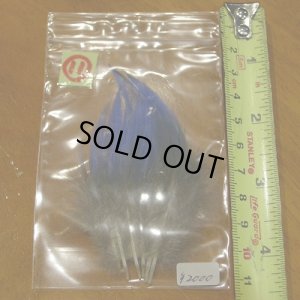 画像14: Vulturine Gallena Blue Neck Feathers 