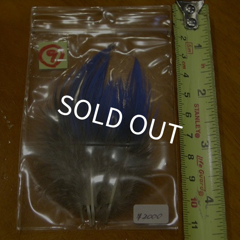 画像12: Vulturine Gallena Blue Neck Feathers  (12)