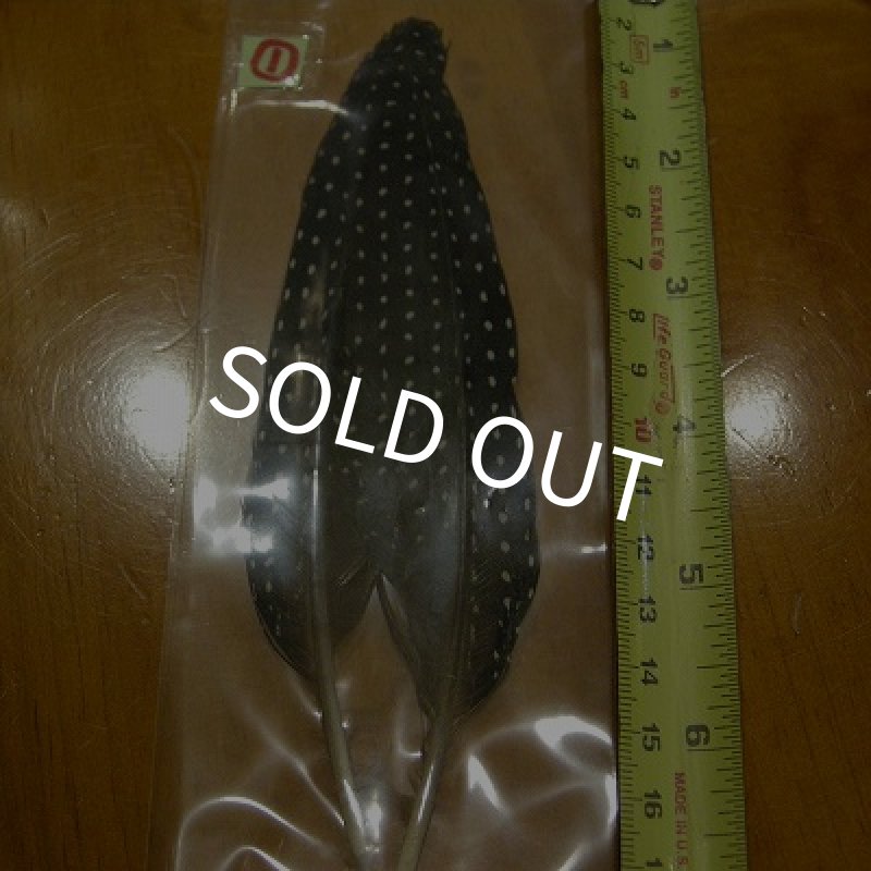 画像3: Vulturine Gallena Tail Feathers  (3)