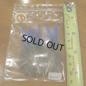 画像6: Vulturine Gallena Blue Neck Feathers 