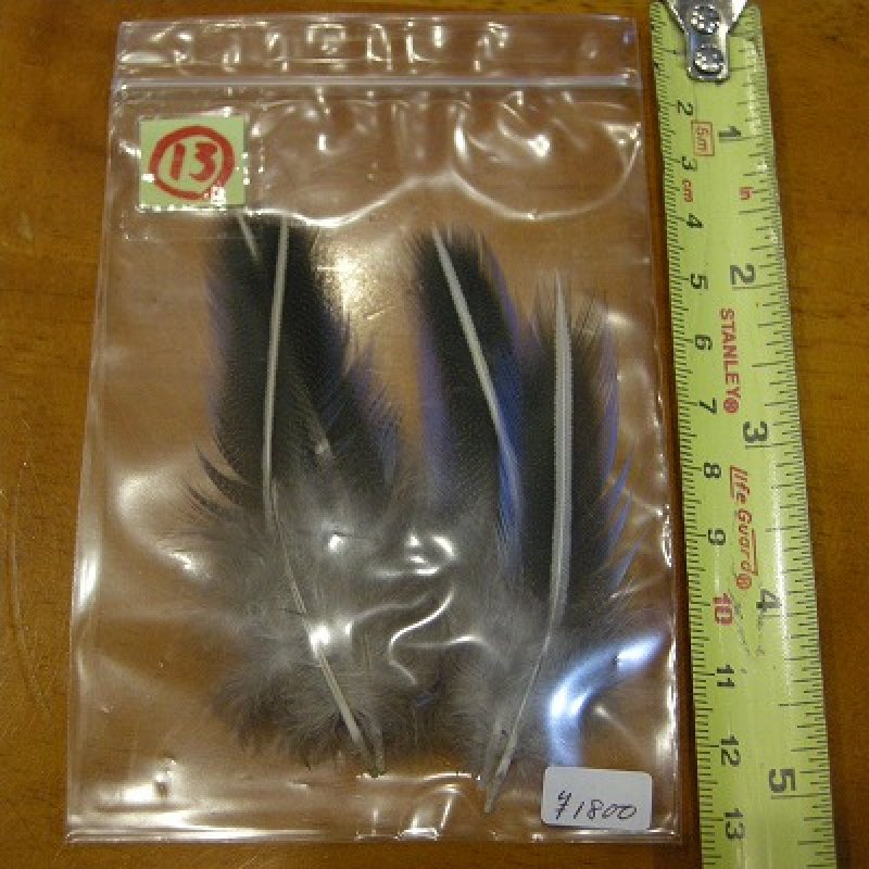 画像3: Vulturine Gallena Blue Elver Hackles Sサイズ