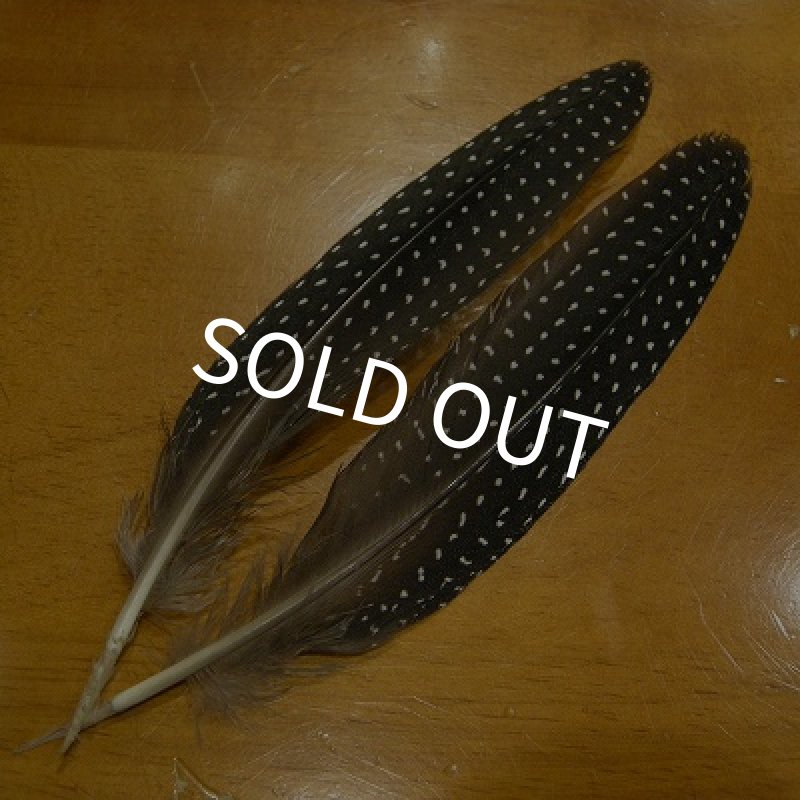 画像1: Vulturine Gallena Tail Feathers  (1)