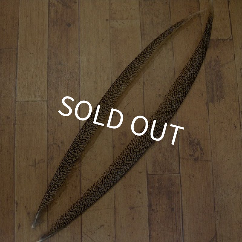 画像1: Golden Pheasant Tail 1ペア  A1 (1)