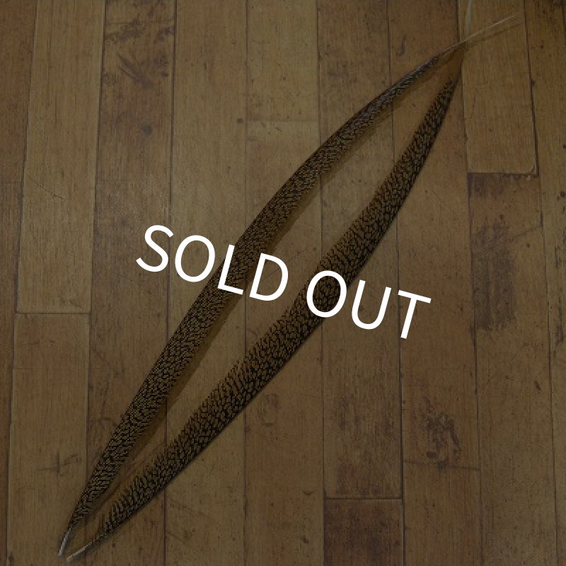 画像1: Golden Pheasant Tail 1ペア A3 (1)