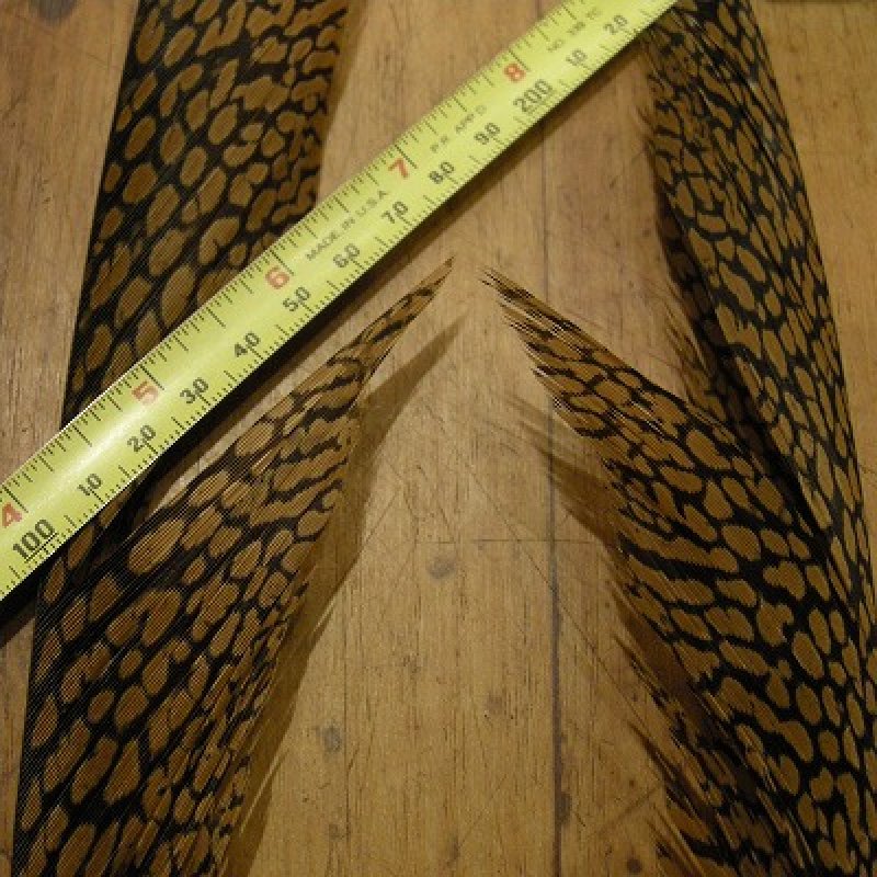 画像2: Golden Pheasant Tail 