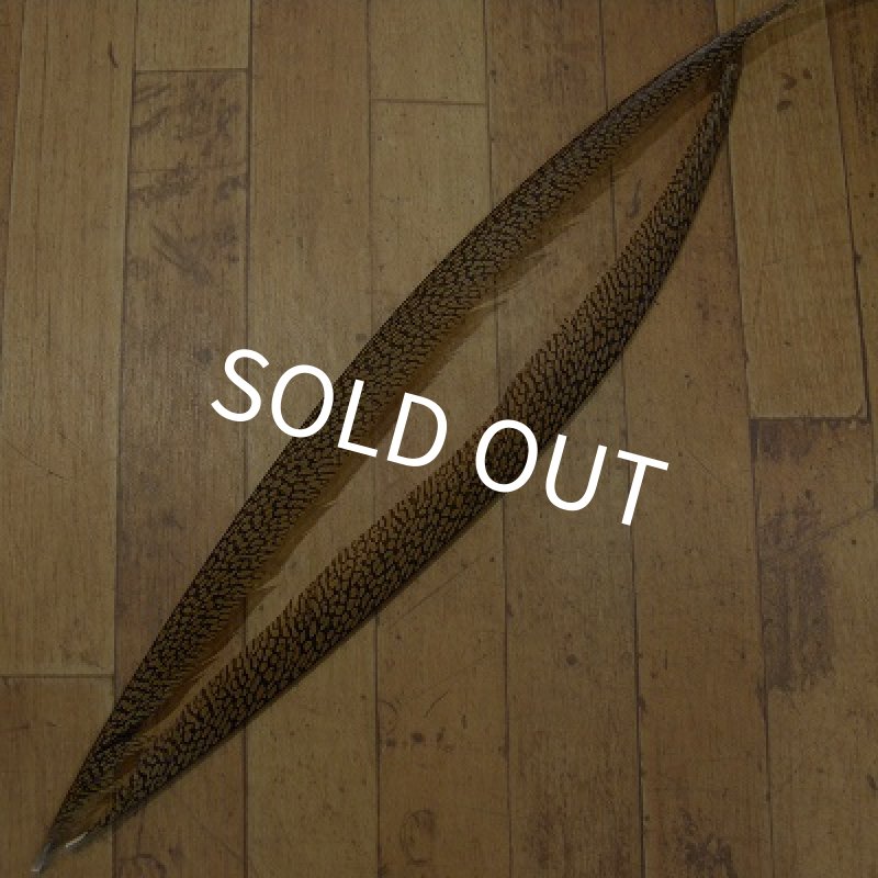 画像1: Golden Pheasant Tail 1ペア AA1 (1)