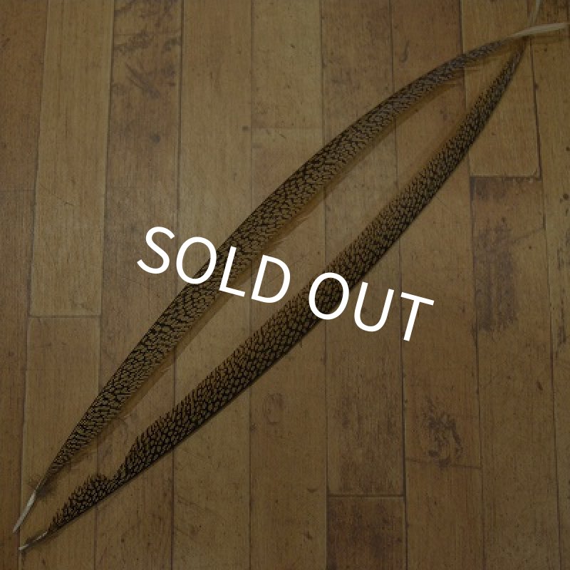 画像1: Golden Pheasant Tail 1ペア AAA1 (1)