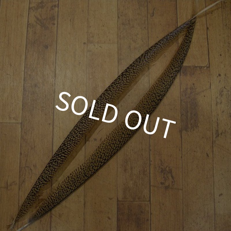 画像1: Golden Pheasant Tail 1ペア AA2 (1)