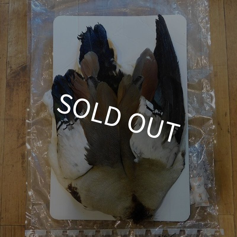 画像1: エジプシャングース・コンプリート (1)