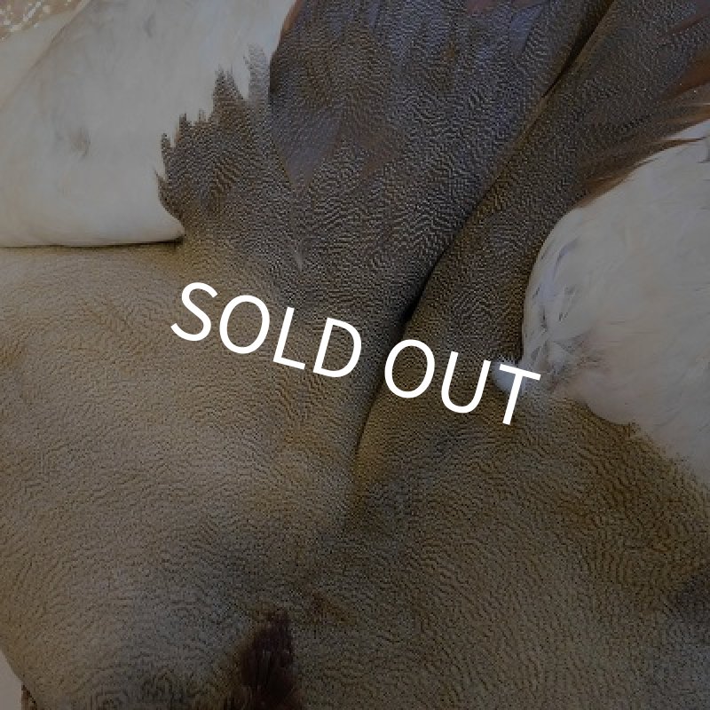 画像3: エジプシャングース・コンプリート (3)