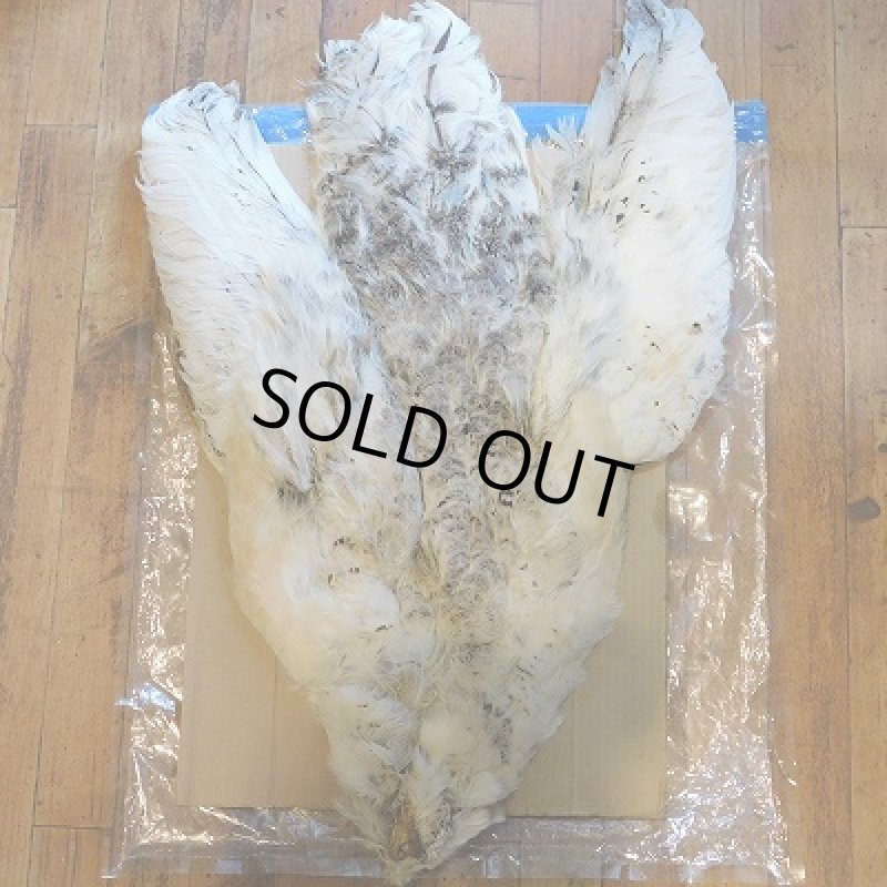 画像1: ブラックショルダー・ヘン ピーコック・コンプリート (1)