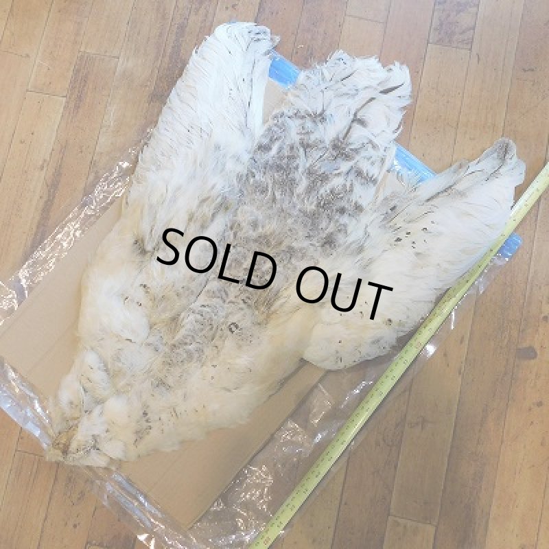 画像2: ブラックショルダー・ヘン ピーコック・コンプリート (2)