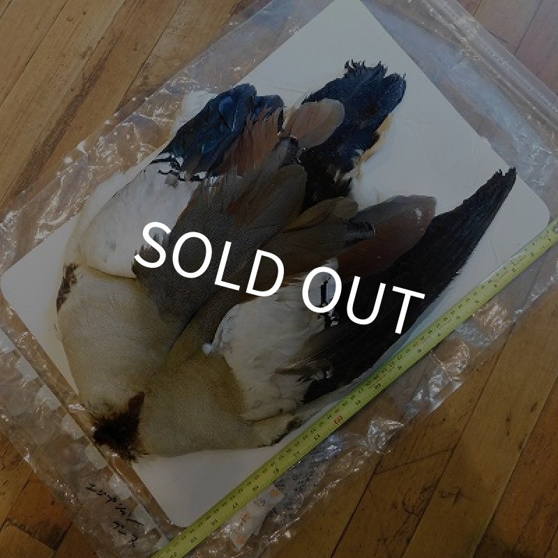 画像2: エジプシャングース・コンプリート (2)