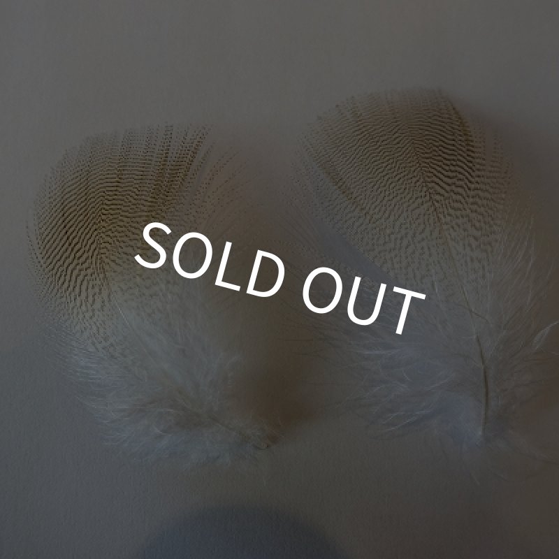 画像2: 【ANGLE】 WOOD DUCK LEMON EXT (2)