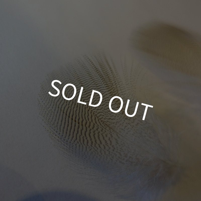 画像3: 【ANGLE】 WOOD DUCK LEMON EXT (3)