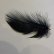 画像2: 【CANAL】 Grey heron Dyed Black XS (2)