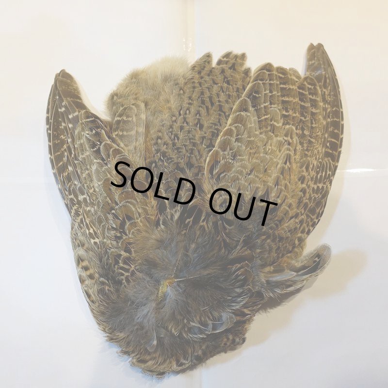 画像1: 【CANAL】HEN PHEASANT(ウィング付) (1)