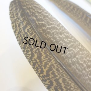 画像3: 【CANAL】 PEACOCK QUILL L