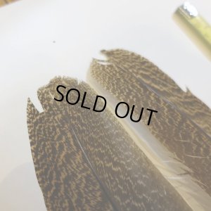 画像4: 【CANAL】 PEACOCK QUILL M