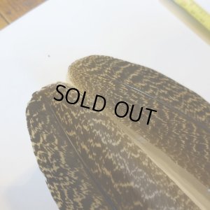 画像4: 【CANAL】 PEACOCK QUILL L