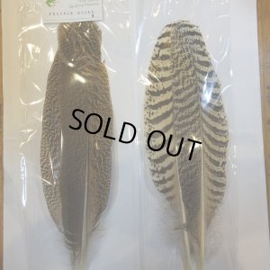 画像5: 【CANAL】 PEACOCK QUILL M