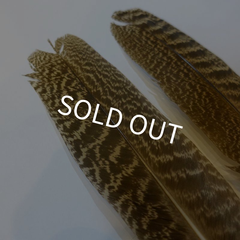 画像3: 【CANAL】 PEACOCK QUILL S (3)