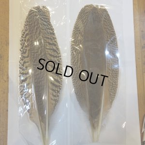 画像7: 【CANAL】 PEACOCK QUILL L