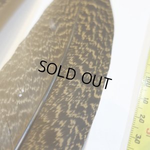 画像2: 【CANAL】 PEACOCK QUILL L